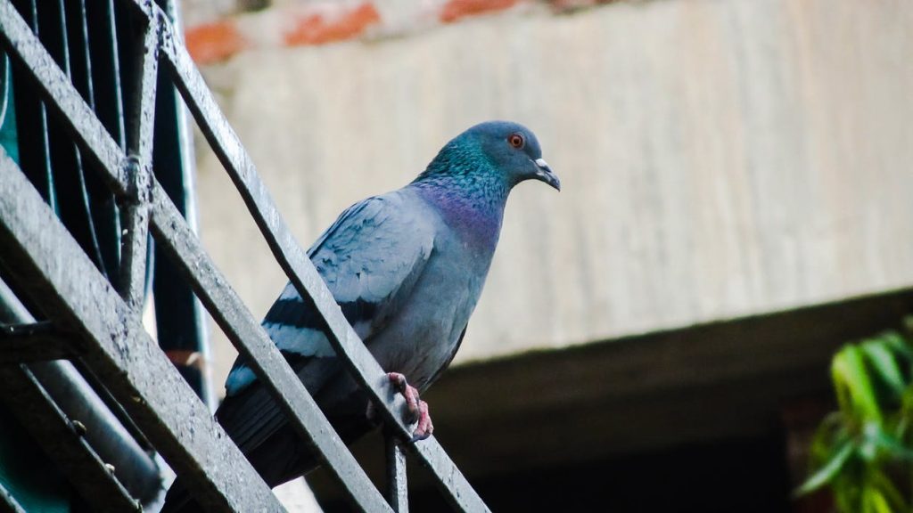 How to Stop Pigeons From Nesting, Roosting, or Landing on Roofs
