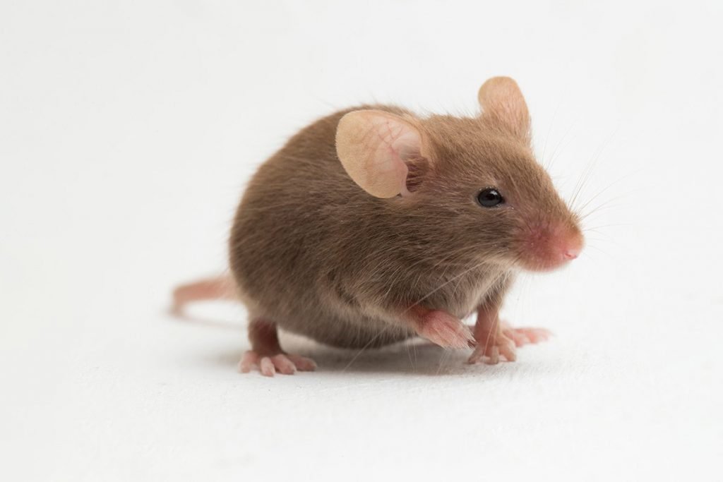 The 6 Types of Mice in the UK All You Need to Know About UK Mice