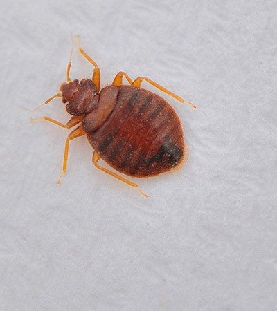 Bed Bugs Safeguard Pest Control mob