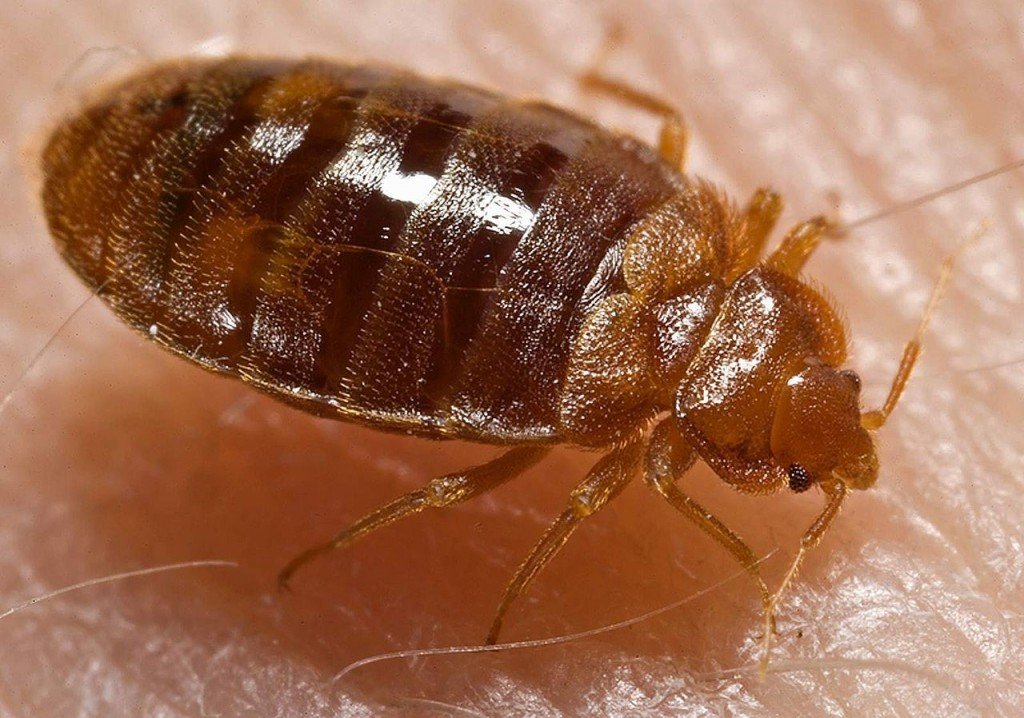 How to Get Rid of Bed Bugs Fast Before They Spread