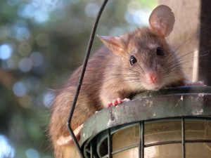 Brown Mouse l Pest Control Mid Devon