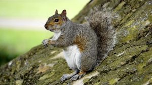 Grey squirrel x