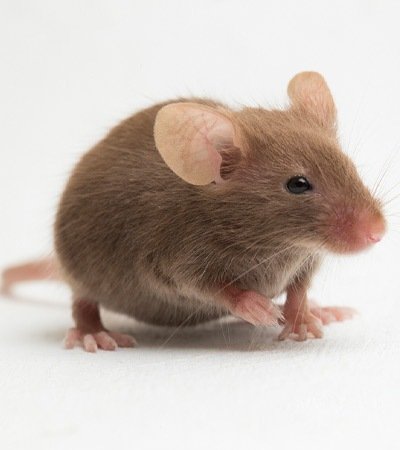 Mice Safeguard Pest Control mob