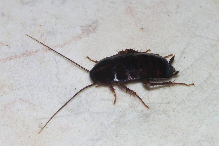 Oriental Cockroach x