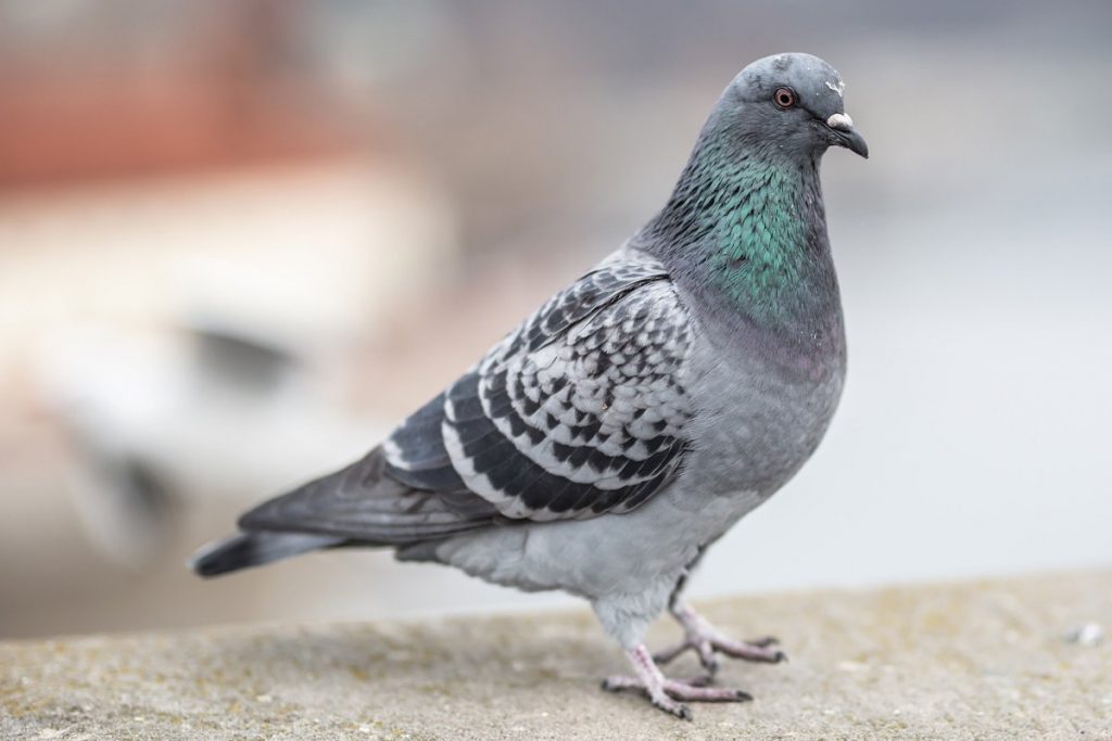 Pigeons Safeguard Pest Control