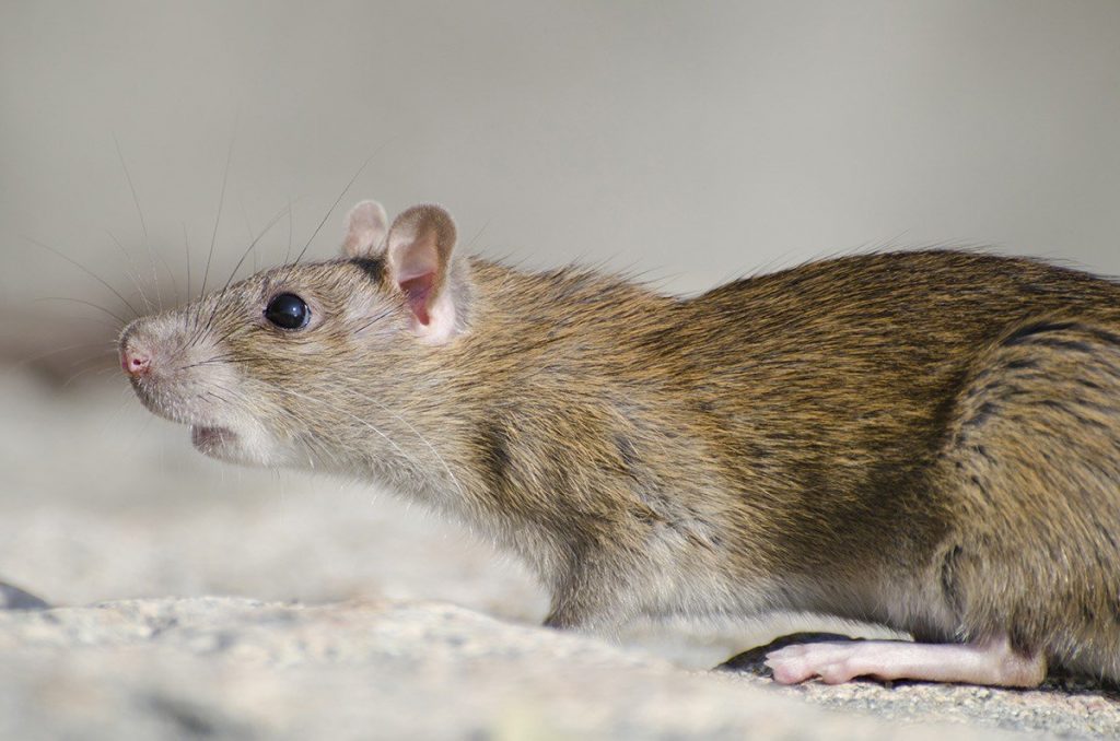 Rat Safeguard Pest Control