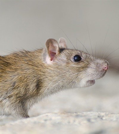 Rat Safeguard Pest Control mob