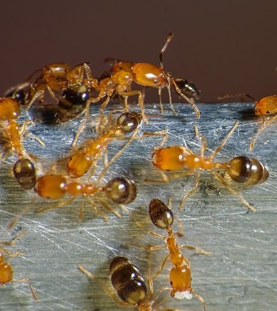 Safeguard Pest Control Ants mob