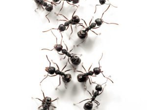 Safeguard Pest Control Ants