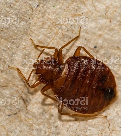 Safeguard Pest Control Bed Bugs mob