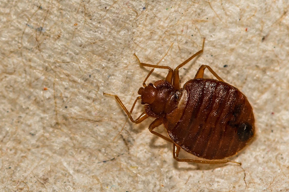 Bed Bugs What They Are and How to Dispose of Them Safeguard