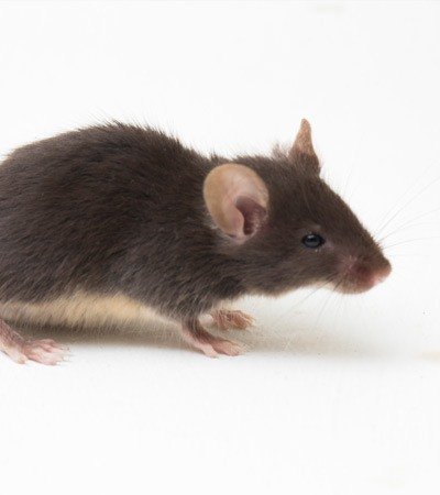Safeguard Pest Control Mice mob