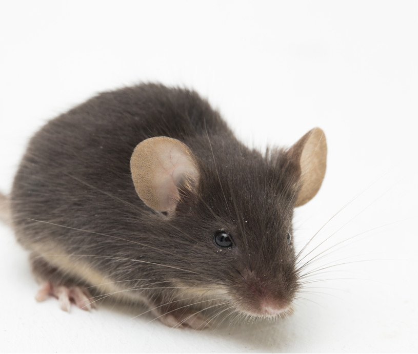 Safeguard Pest Control Mice