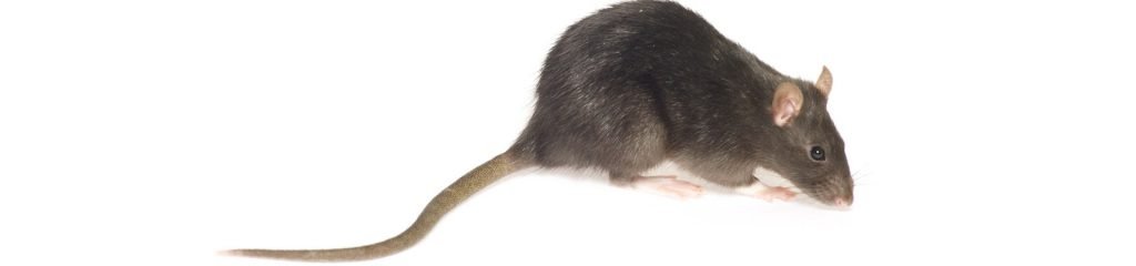 Safeguard Pest Control Rat