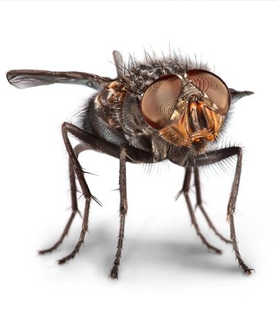 Safeguard Pest Flies mob