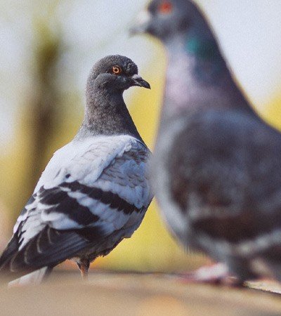 Safeguard Pest Pigeons mob