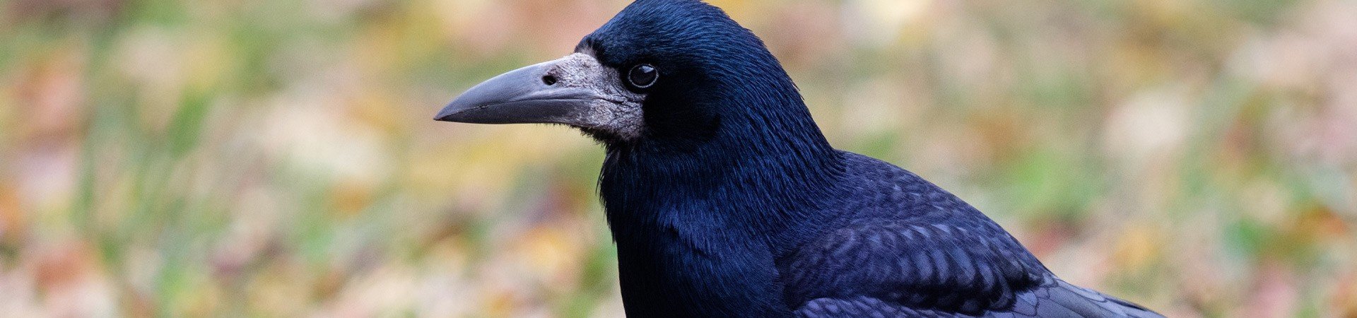 Rook Pest Control | Safeguard