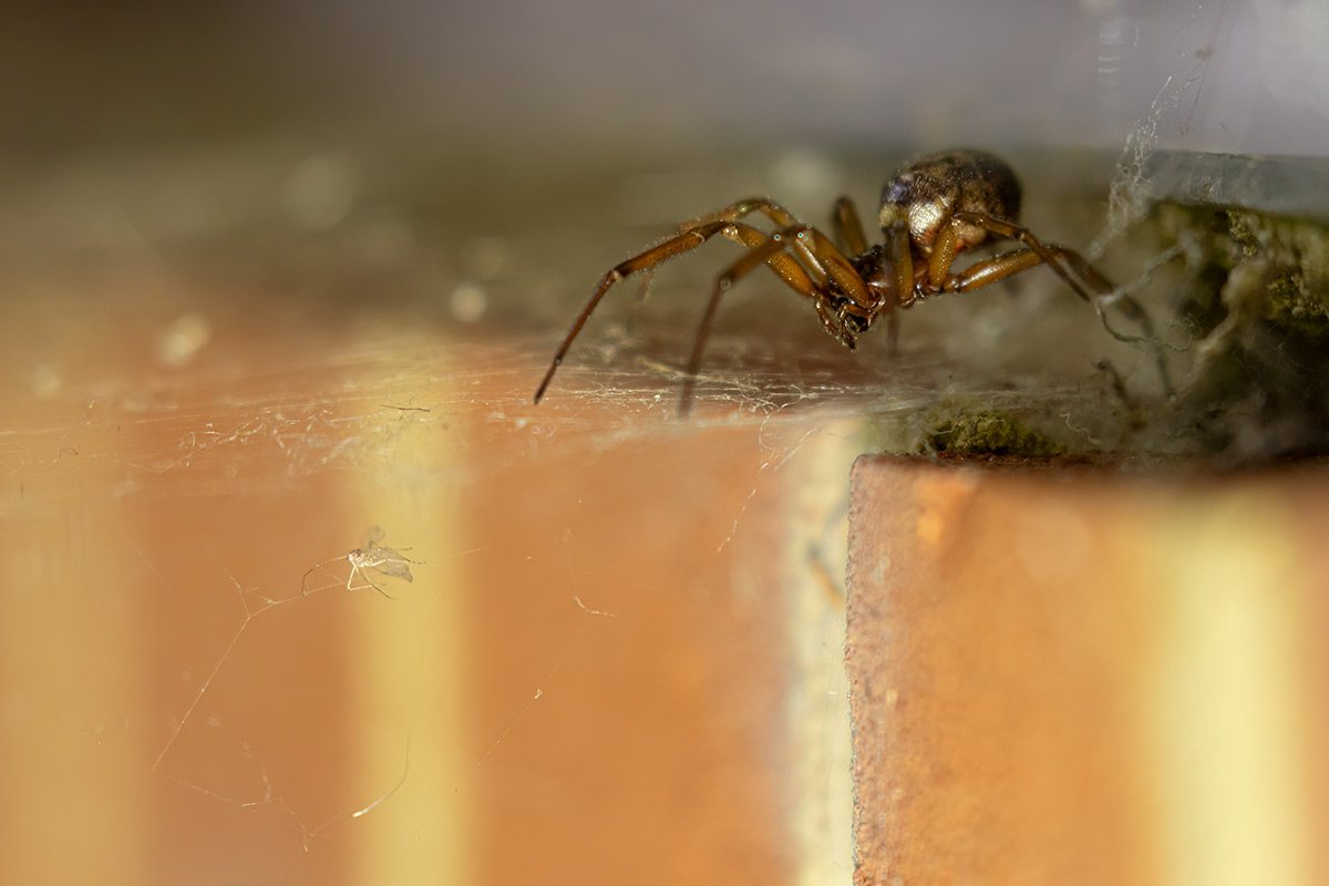 Spiders Safeguard Pest Control