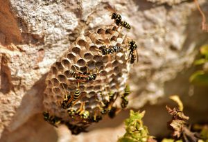 Wasps Safeguard Pest Control