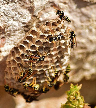Wasps Safeguard Pest Control mob
