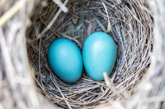 bird nest eggs blue