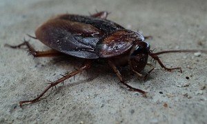 cockroach x