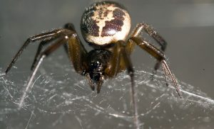 false widow spider