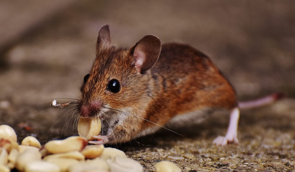 Why Winter Has More Pest Control Requests for Mice and Rats