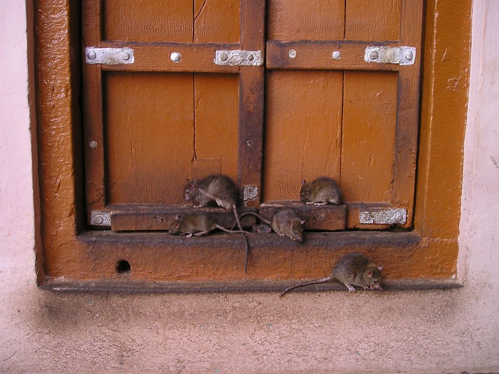 rats winter safeguard pest control