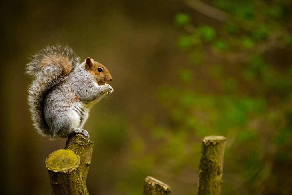 How the MuchLoved Squirrel can a Nuisance Pest