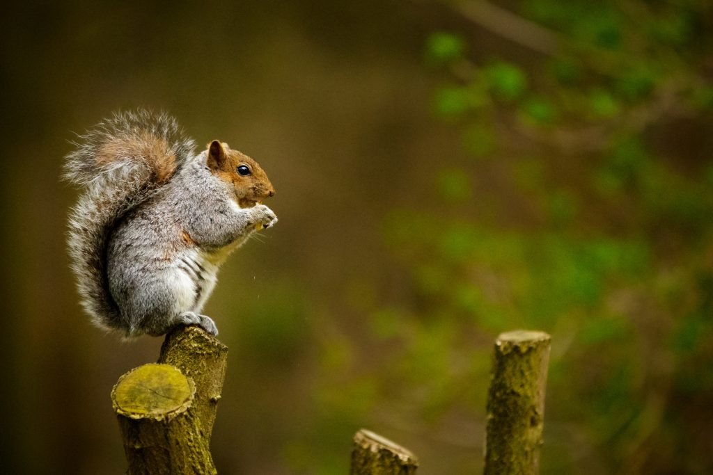 safeguard pest control squirrel nuisance pest