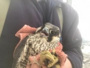 Peregrine Falcon rescued
